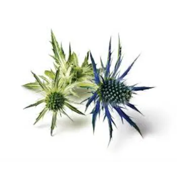 A1 Milk Thistle 
